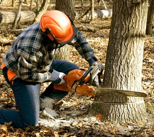 Tree Removal in Worth, MO